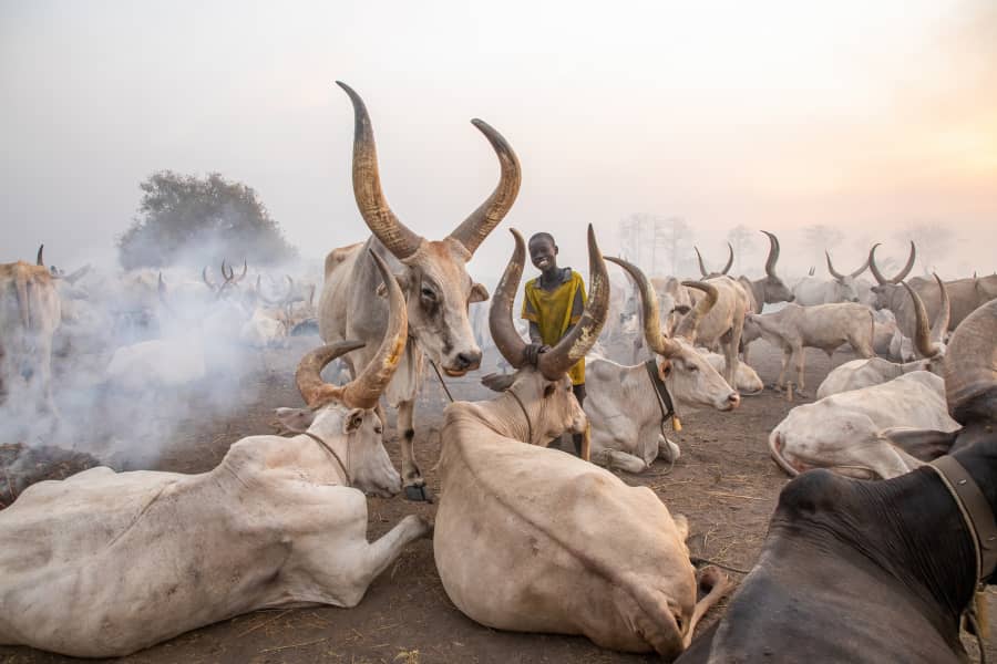 Four suspects arrested in Tonj North for attempted cattle theft020 Four suspects arrested in Tonj North for attempted cattle theft