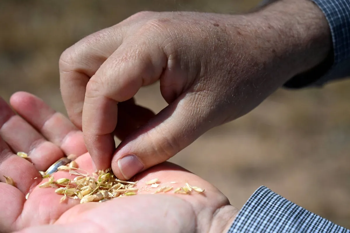 Supply Minister: Egypt Plans Global Grain Hub
